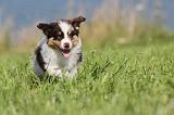 BERGER AUSTRALIEN PUPPIES 100
